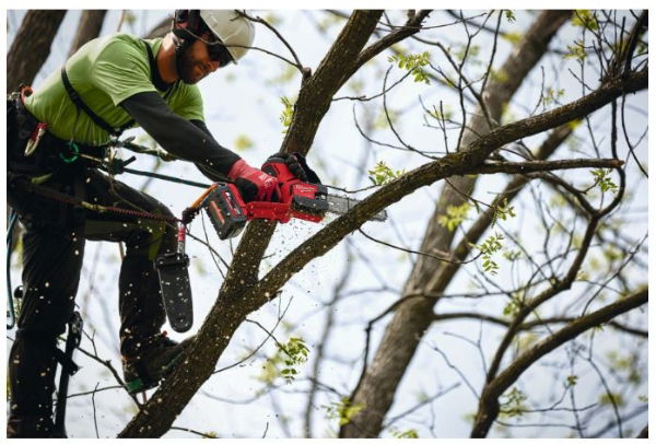 Milwaukee Pruning