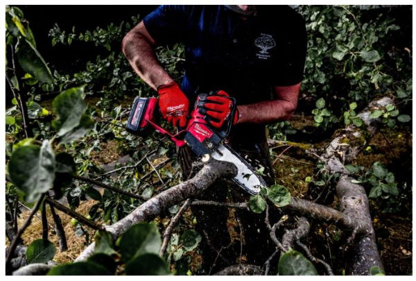 Milwaukee Pruning